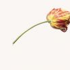 Tulip (Red and Yellow)