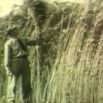 Hemp grows tall without pesticides or fertilizers - on the contrary, it actually fertilises the soil - is efficient and cost effective. Henry Ford featured next to hemp fields on his estate