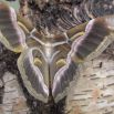 Eri Silkmoth, just emerged from its cocoon, with open wings it spans ca 12 cm