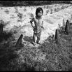 Near the old American base south of Quang Tri, a young girl stands guard over her patch of saplings marked off by rows of old artillery shells. She is responsible for their safety, warding off birds and rats